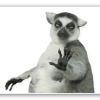 Lemur - samolepka na kartu