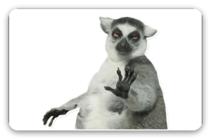 Lemur - samolepka na kartu