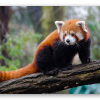 Panda červená - samolepka na kartu