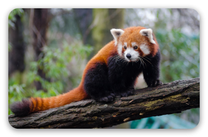 Panda červená - samolepka na kartu