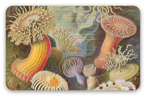 Sasanky (Haeckel) - samolepka na kartu