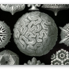 Korály (Haeckel) - samolepka na kartu