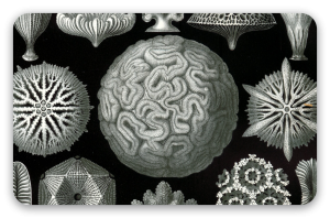 Korály (Haeckel) - samolepka na kartu