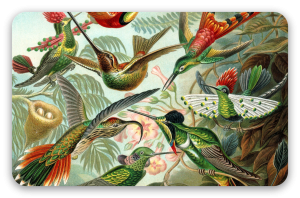 Kolibříci (Haeckel) - samolepka na kartu